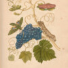 Merian - Grapes