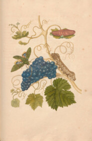 Merian - Grapes