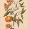 Merian - Oranges & Butterflies