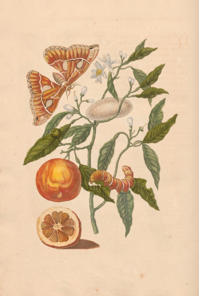 Maria Sibylla Merian Zwei Schmetterlinge Kunstkarte 