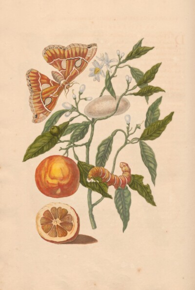 Merian - Sinaasappels & Vlinders