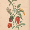 merian - bell peppers & peppers