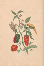 merian - bell peppers & peppers