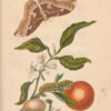 merian - orange and butterfly cocoon