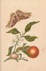 merian - orange and butterfly cocoon
