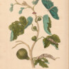 print fig tree merian