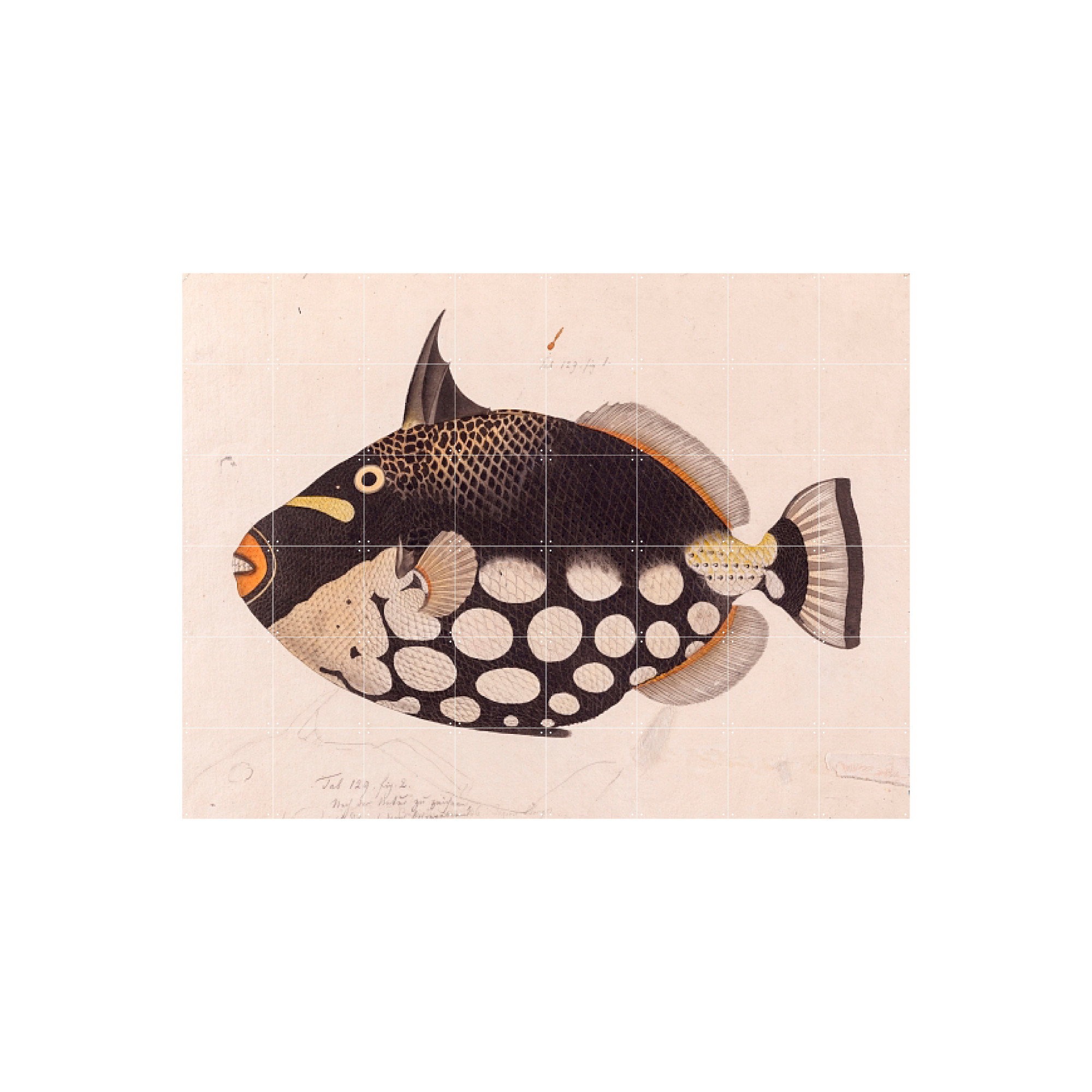 Black Fish - Naturalis - Dutch Museum Gift Shop