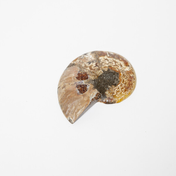 Ammonite half polished