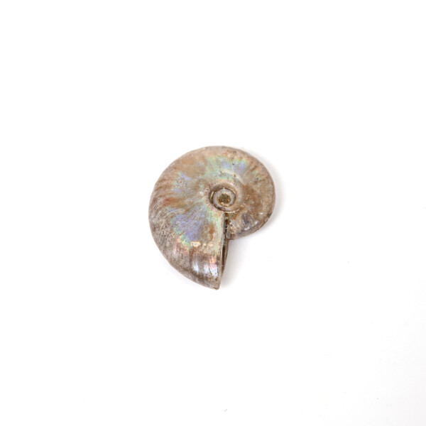 Ammonit Perlmutt