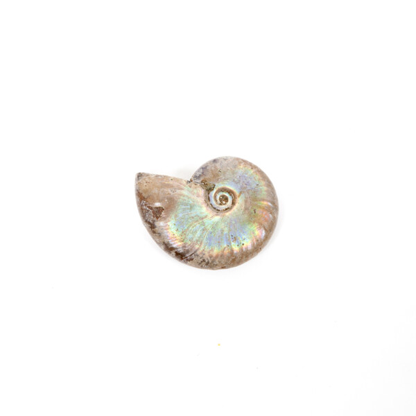 Ammonite Mother of Pearl