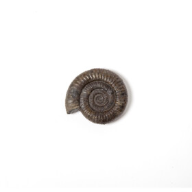 Ammonit GB Schwarz