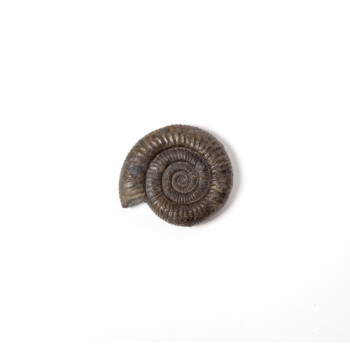 Ammonite GB Zwart