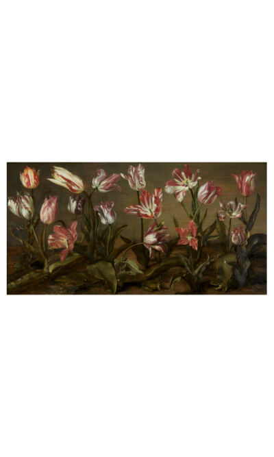 Tulips - Jacob Gerritsz. Cuyp