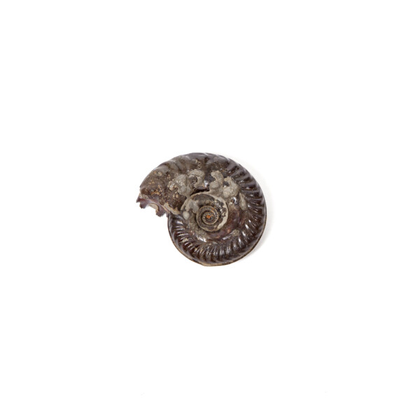 Ammonit Jura