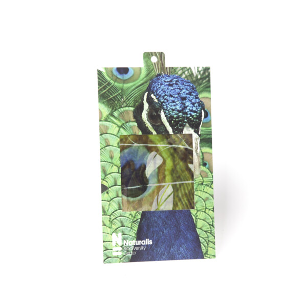 Silk Scarf Tropical Forest Peacock - Naturalis