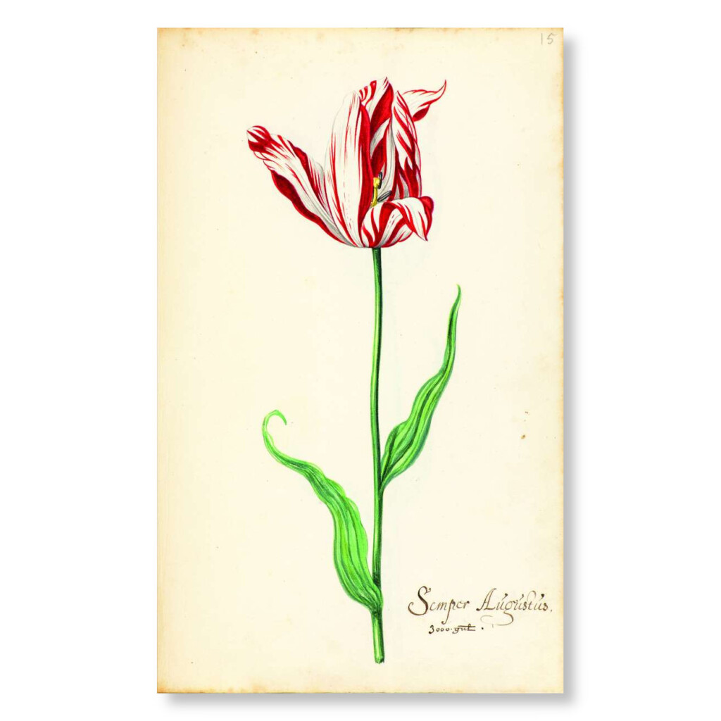 Het Tulpboek (The Tulip Book)