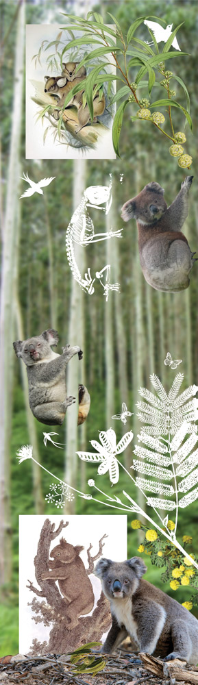 Tord Boontje - Koala - Canvas Giclée - Geen lijst - Canvas
