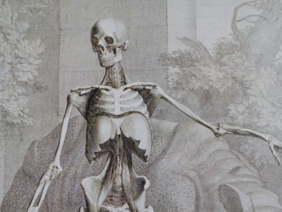 Reproduction skeleton Albinus = Detail