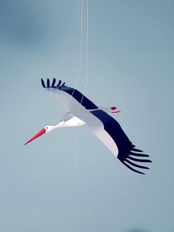 White Stork