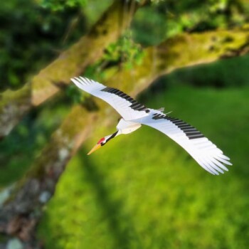 Red-crowned Crane - Piet Design