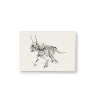 Set of postcards triceratops anatomical drawing