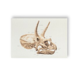 A3 Poster triceratops anatomical drawing