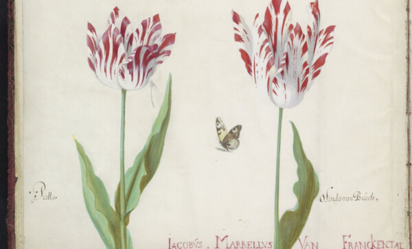 tulips from Jacob Marrel