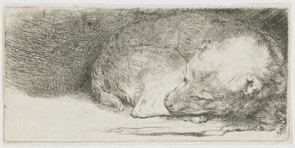 Rembrandt_Sleeping Puppy