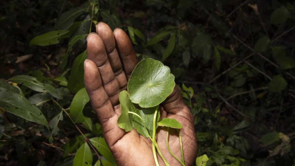 Fourteen leaves and a cup of water - Michelle Piergoelam