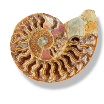 Ammonite Fossil – 140 Million Years Old – Madagascar (13 cm)