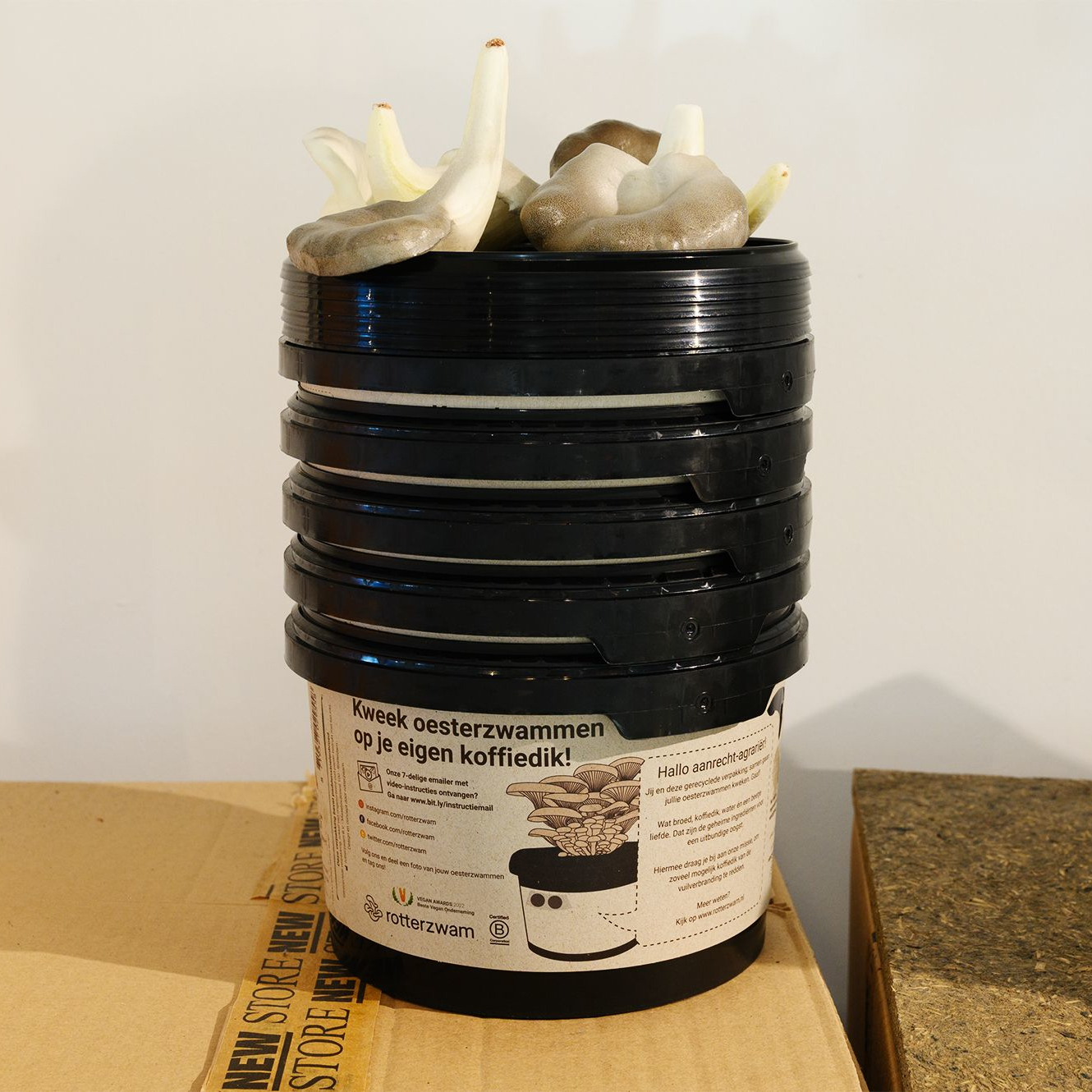 Kit de culture de pleurotes Rotterzwam