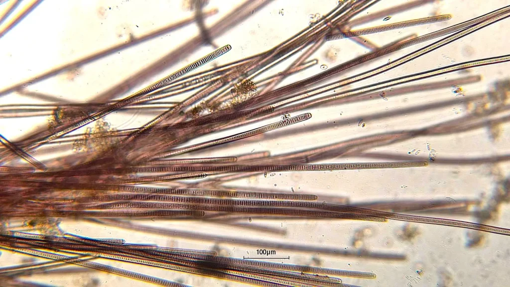 Inloopworkshop: Microscopie
