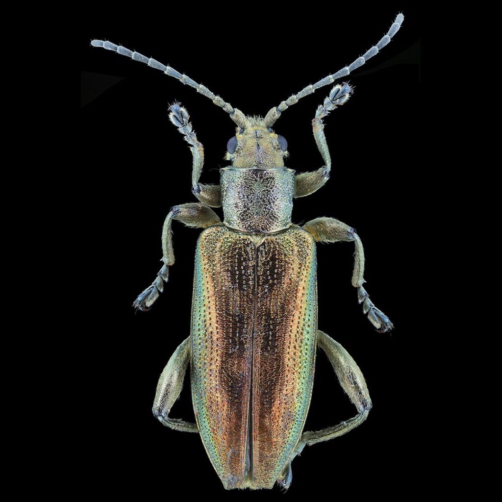 GIGA: discover insects as never before